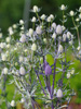 Mikoajek Eryngium planum 'Jade Frost'